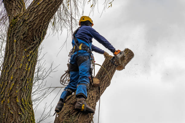 How Our Tree Care Process Works  in  Olivet, MI